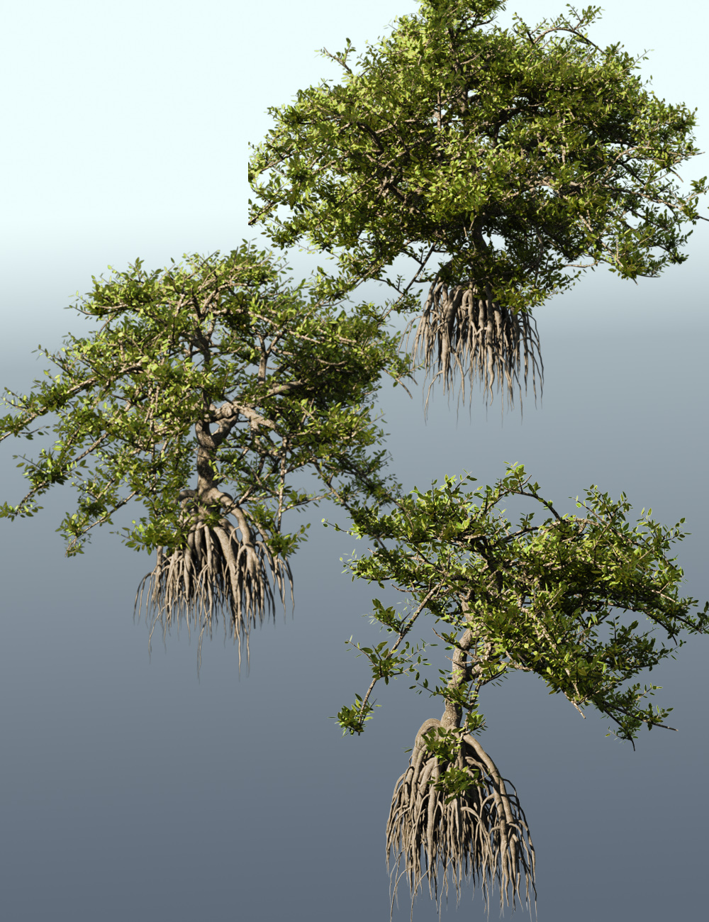 Mangrove Trees, Roots and Bushes for Iray by: MartinJFrost, 3D Models by Daz 3D