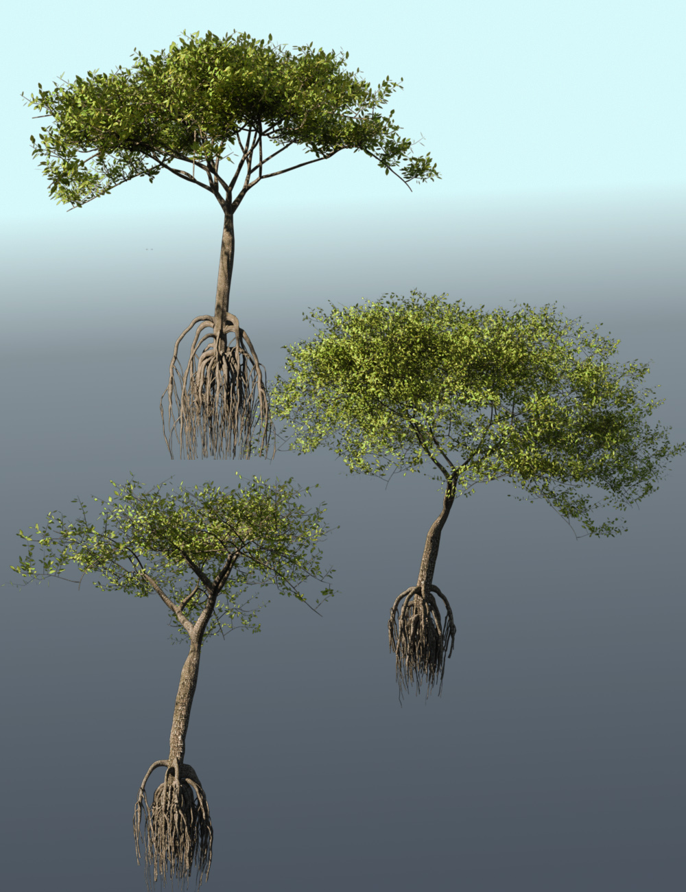 Mangrove Trees, Roots and Bushes for Iray by: MartinJFrost, 3D Models by Daz 3D