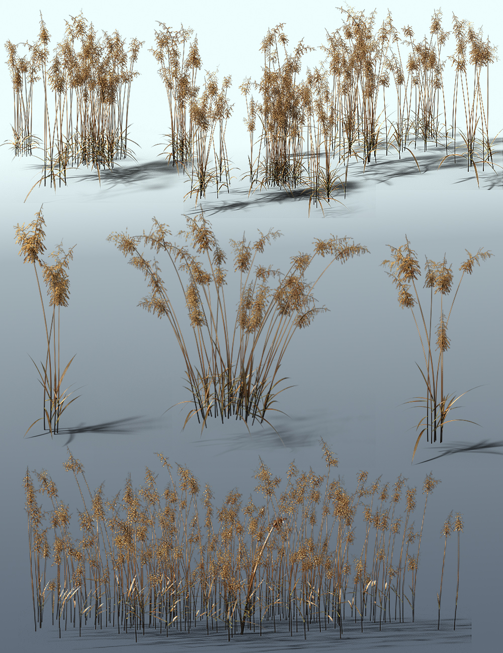 Reed Plants for Daz Studio and Iray by: MartinJFrost, 3D Models by Daz 3D