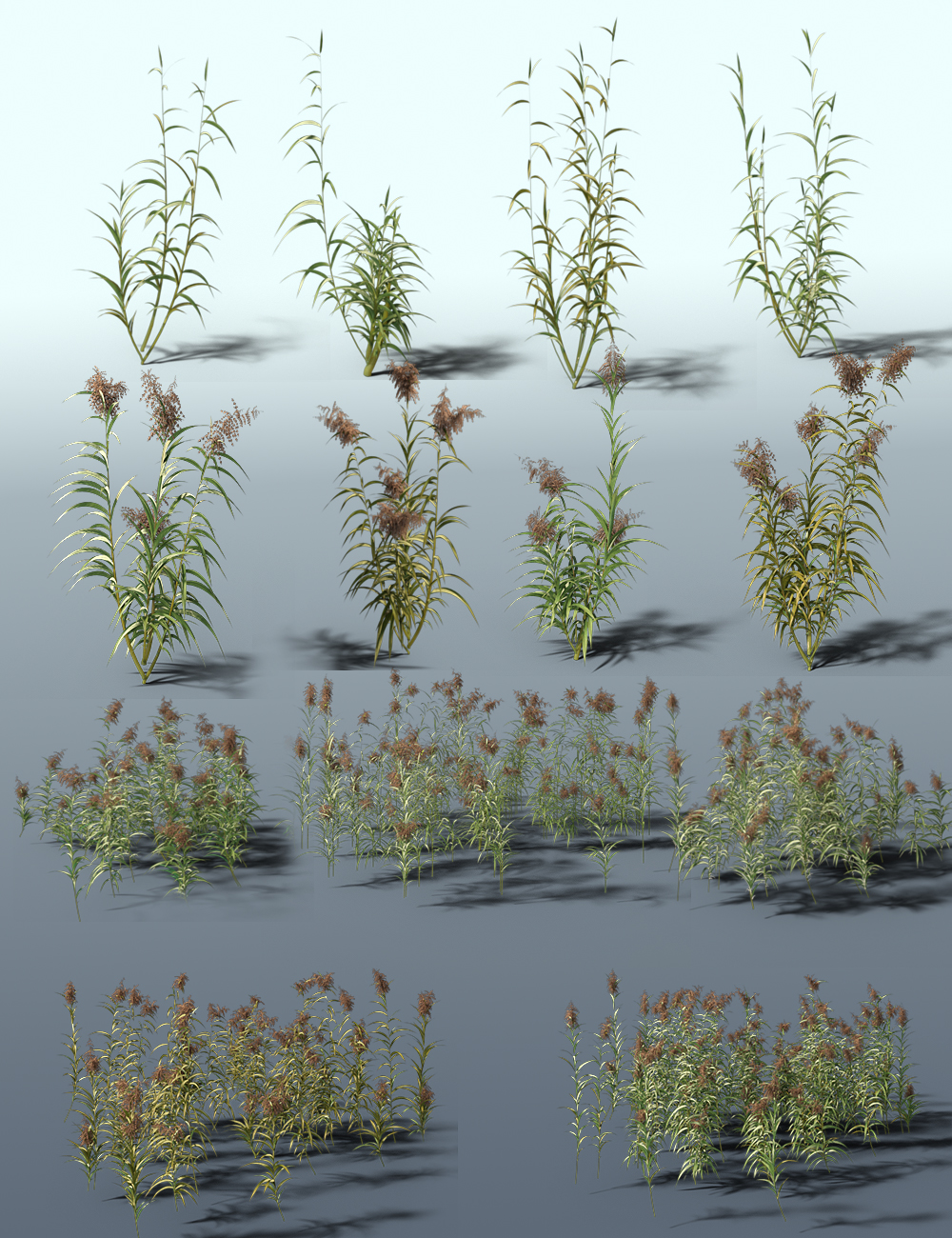 Reed Plants for Daz Studio and Iray by: MartinJFrost, 3D Models by Daz 3D