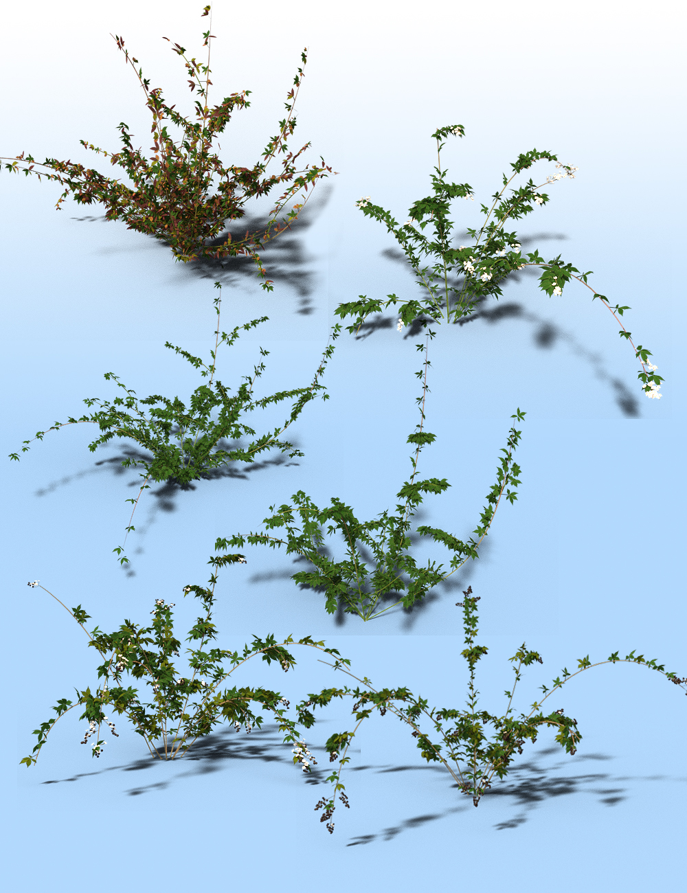 Bramble, Blackberry and Briar Plants for Daz Studio and Iray by: MartinJFrost, 3D Models by Daz 3D