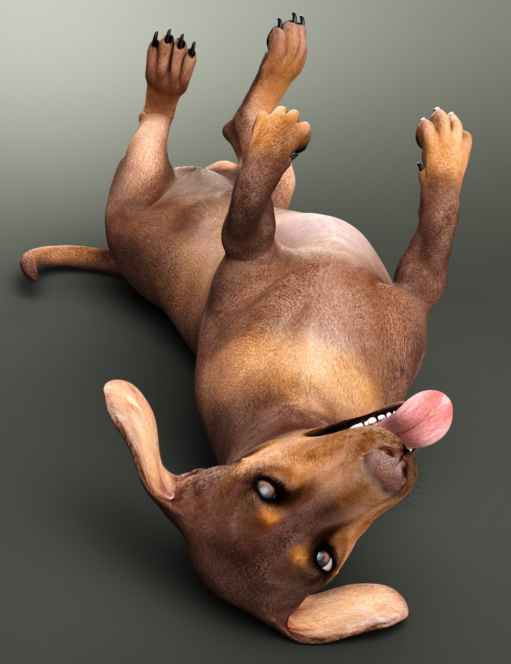 Dachshund for Daz Dog 8 by: , 3D Models by Daz 3D