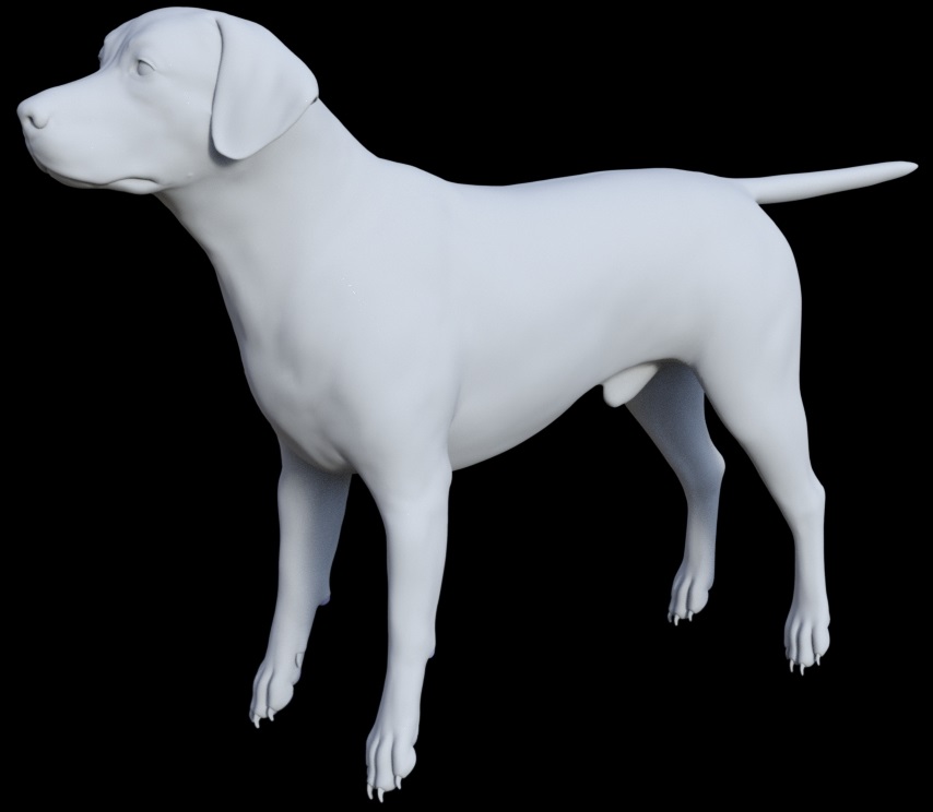 Labrador for Daz Dog 8 by: , 3D Models by Daz 3D