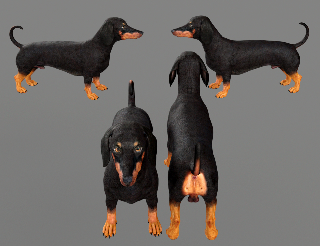 Three Amigos for Daz Dog 8 by: Virtual_World, 3D Models by Daz 3D