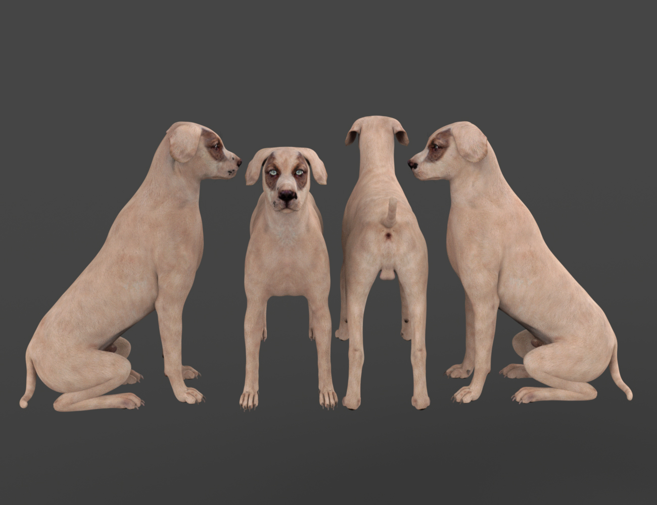 Three Amigos for Daz Dog 8 by: Virtual_World, 3D Models by Daz 3D