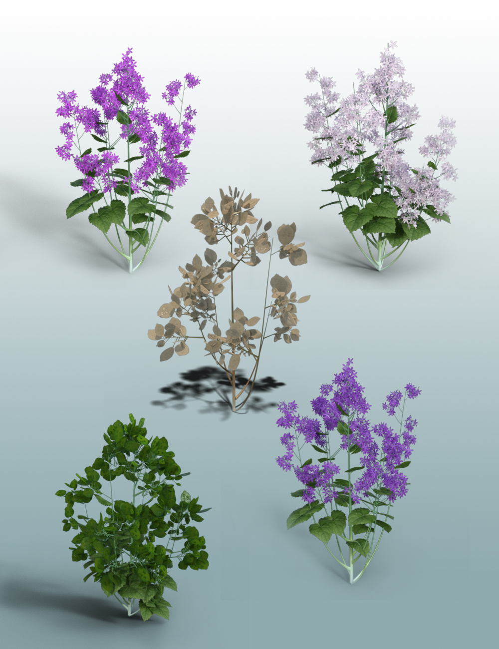 Architectural Garden Plants for Daz Studio Vol. 1 by: MartinJFrost, 3D Models by Daz 3D