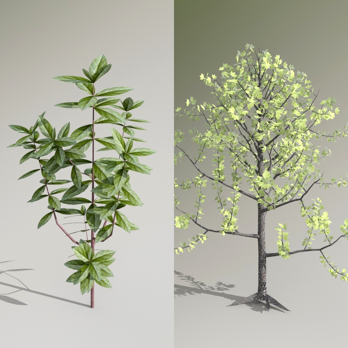 Iray Plants Pack 2 Iray Plants Pack 2 by: JeffersonAF, 3D Models by Daz 3D