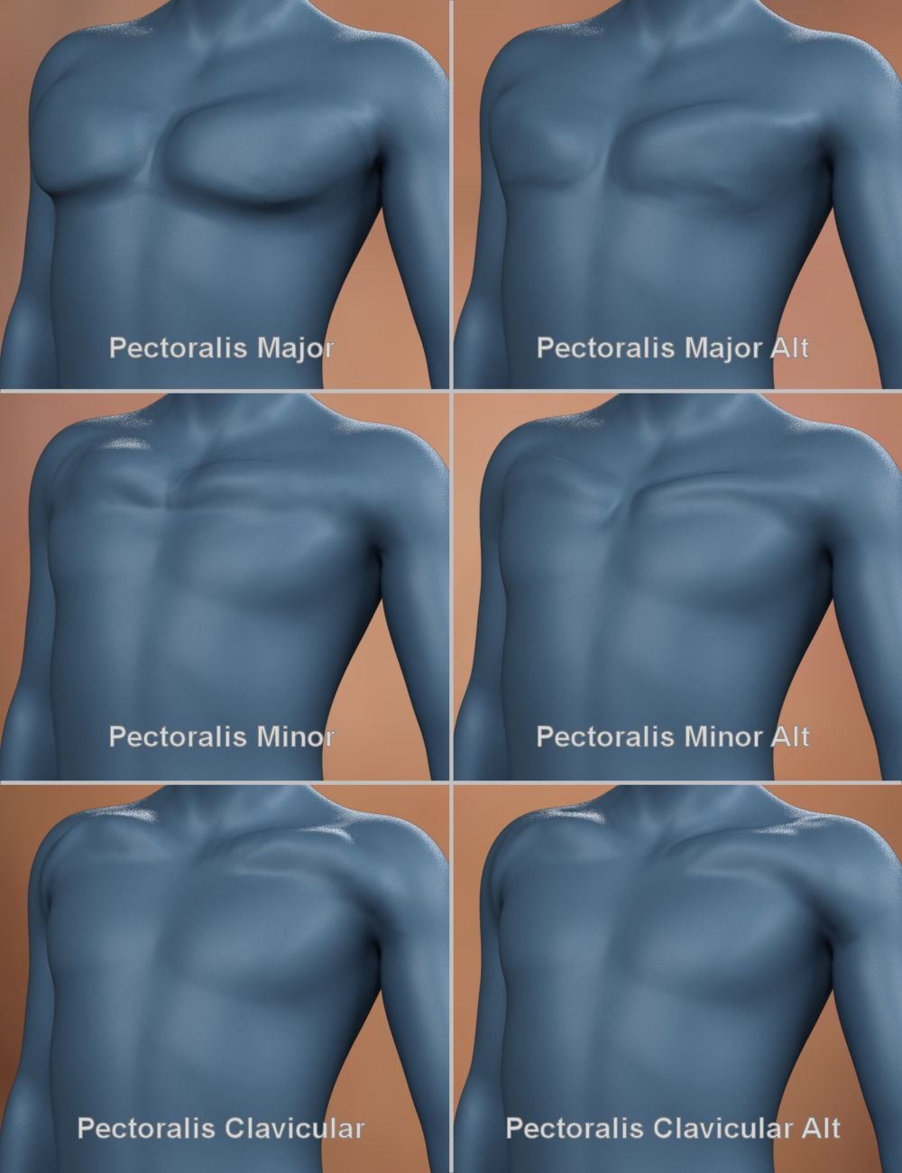 Musculature HD Morphs for Genesis 8 Male by: xenic101, 3D Models by Daz 3D