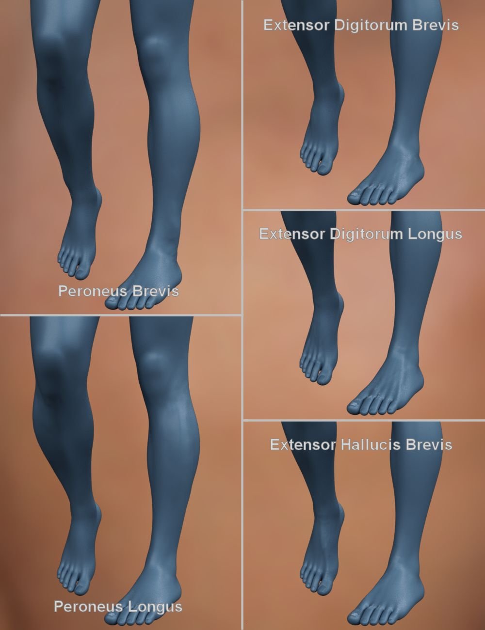 Musculature HD Morphs for Genesis 8 Male Musculature HD Morphs for Genesis 8 Male by: xenic101, 3D Models by Daz 3D
