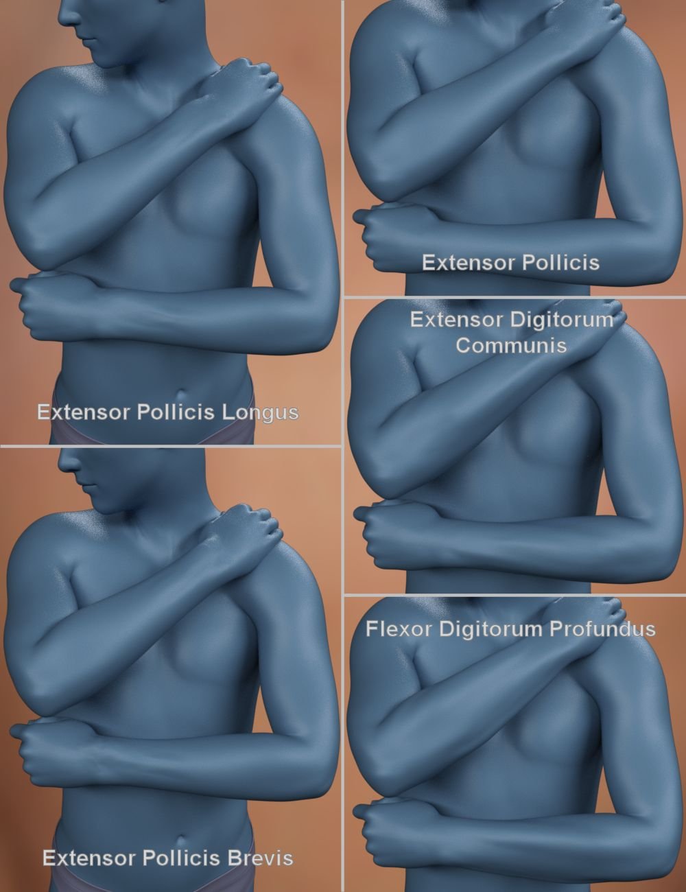 Musculature HD Morphs for Genesis 8 Male Musculature HD Morphs for Genesis 8 Male by: xenic101, 3D Models by Daz 3D