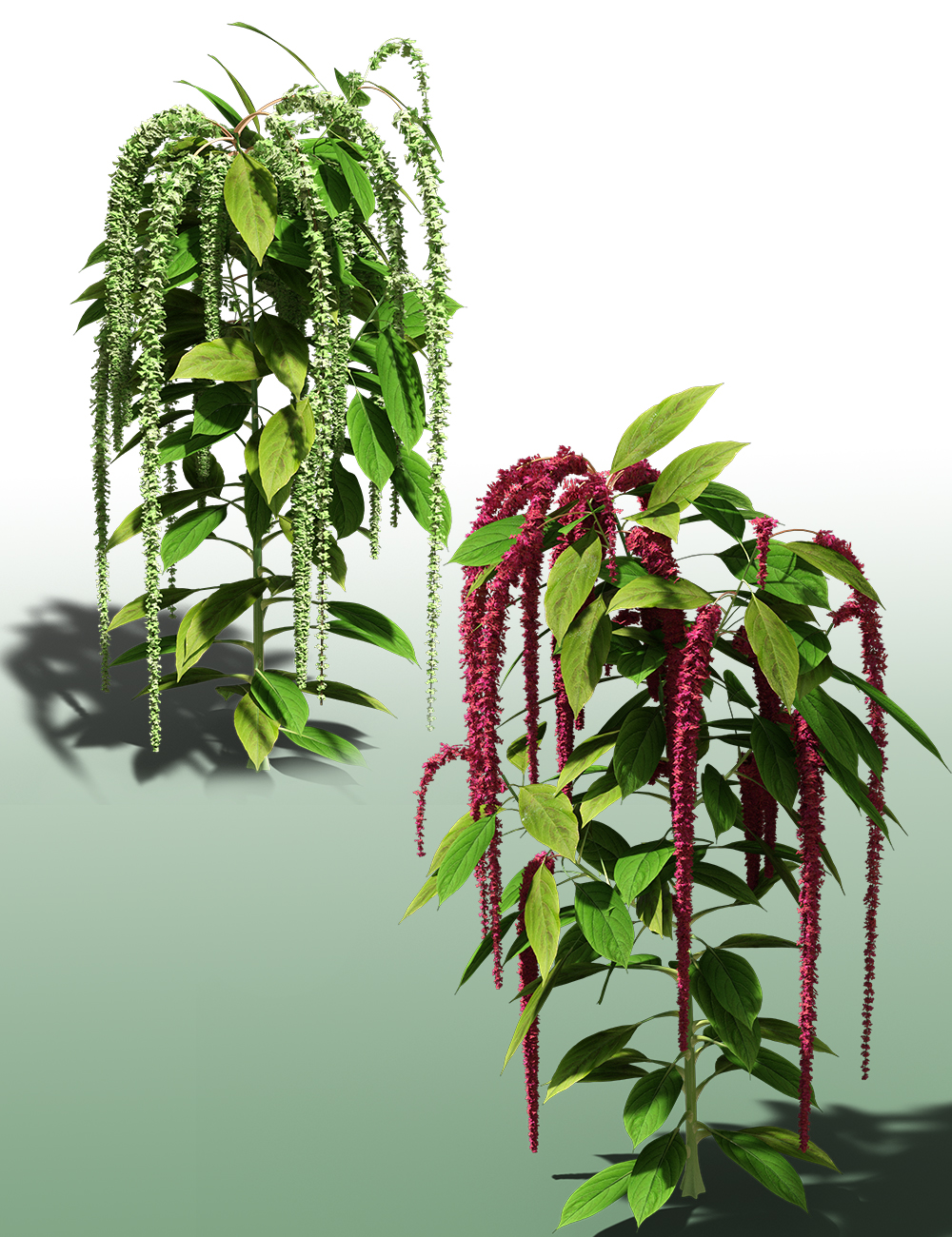 Decorative Plants and Flowers by: MartinJFrost, 3D Models by Daz 3D