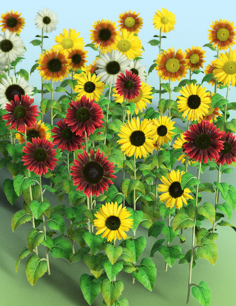 Sunflower Plants for Daz Studio and Iray Sunflower Plants for Daz Studio and Iray by: MartinJFrost, 3D Models by Daz 3D