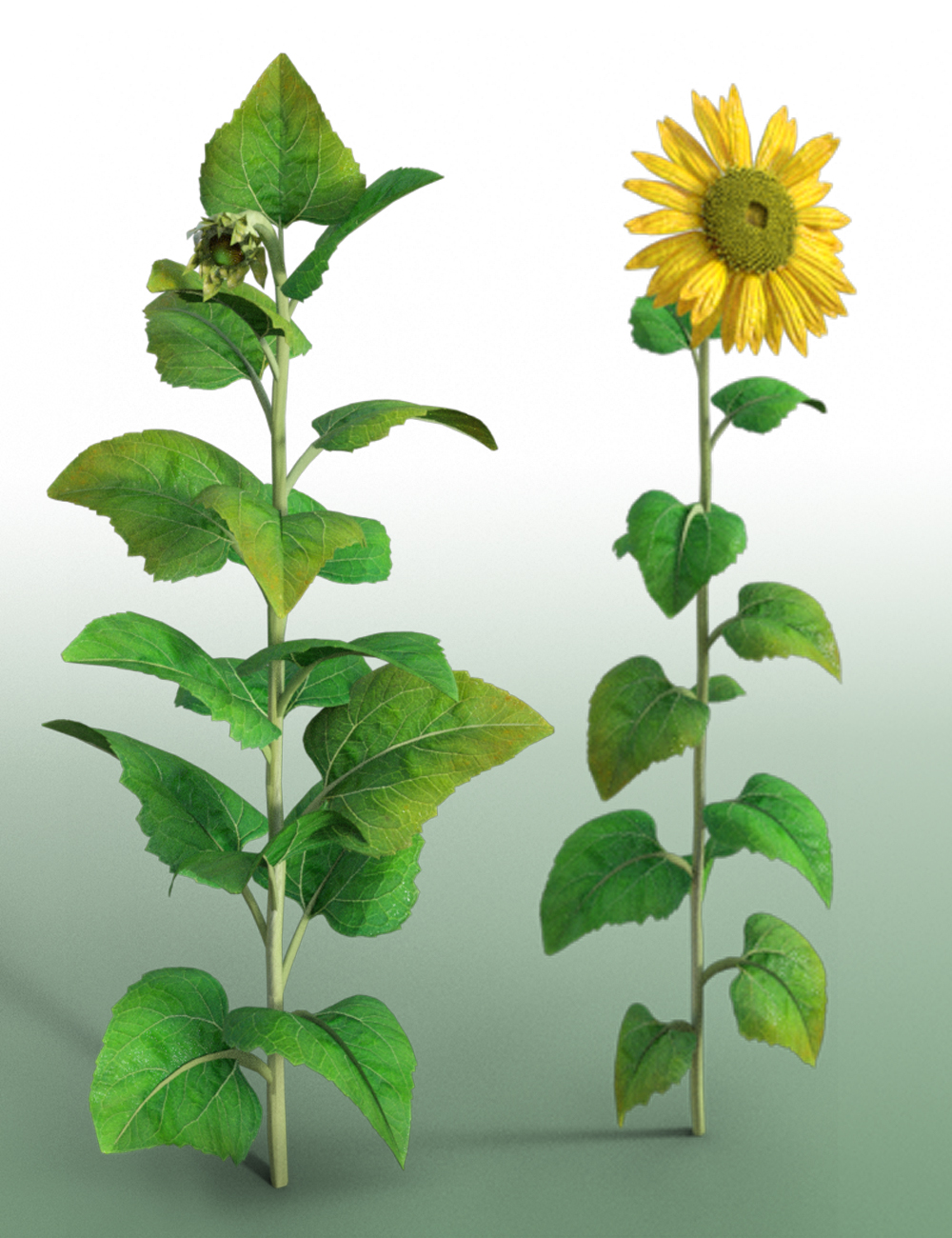 Sunflower Plants for Daz Studio and Iray by: MartinJFrost, 3D Models by Daz 3D