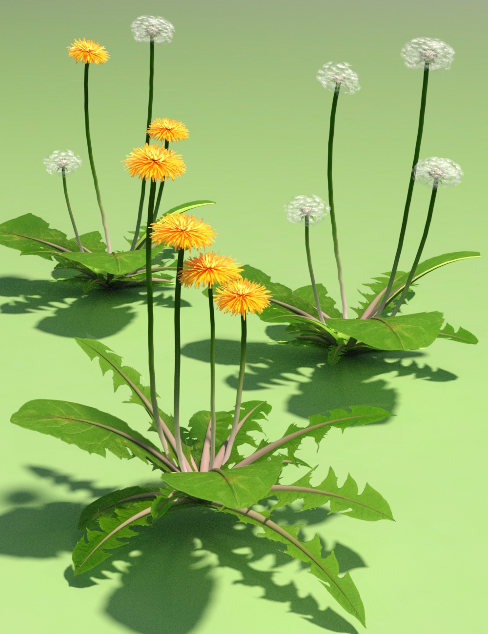 Dandelions - Grassland and Lawn Plants and Seeds by: MartinJFrost, 3D Models by Daz 3D