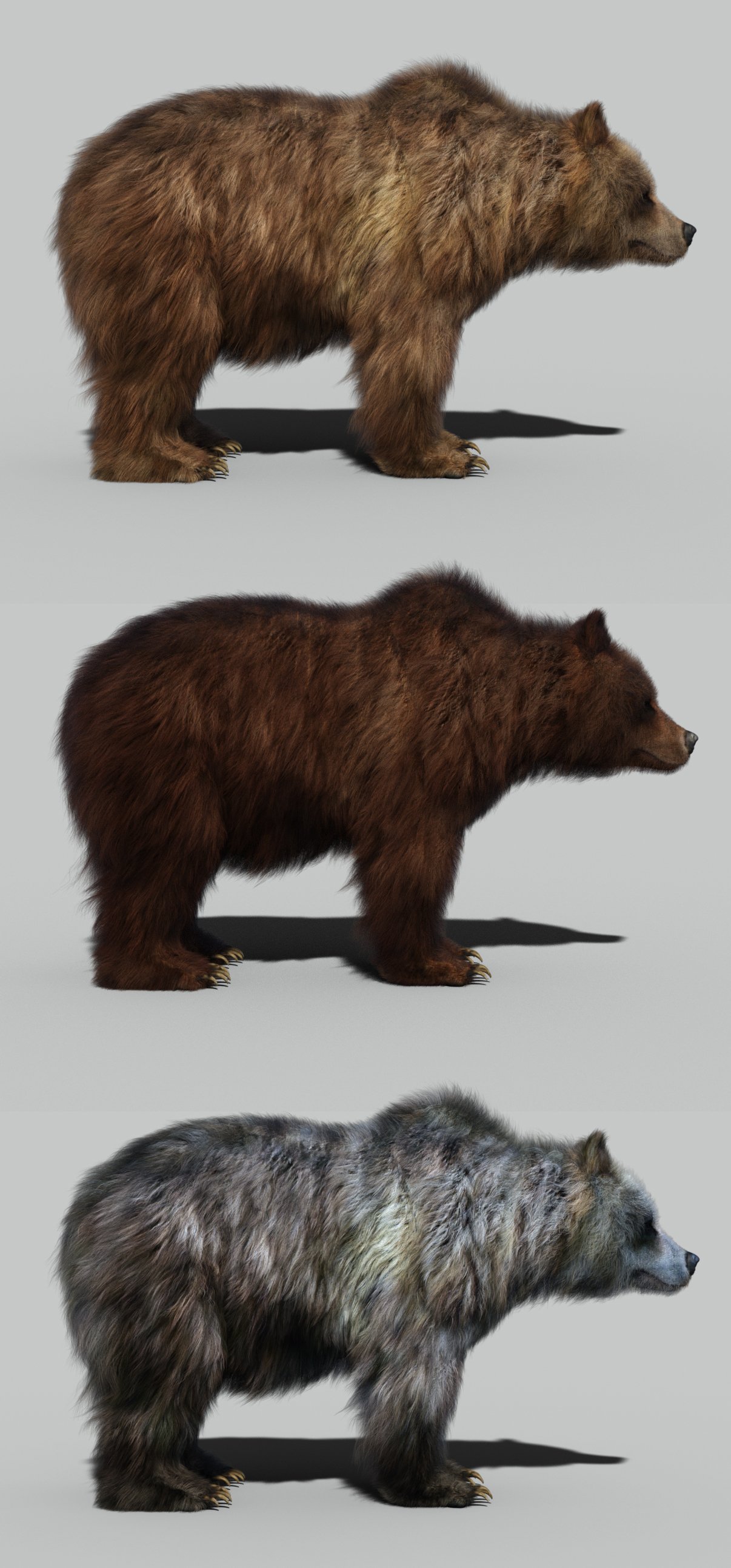 Brown Bear by AM by: Alessandro_AM, 3D Models by Daz 3D