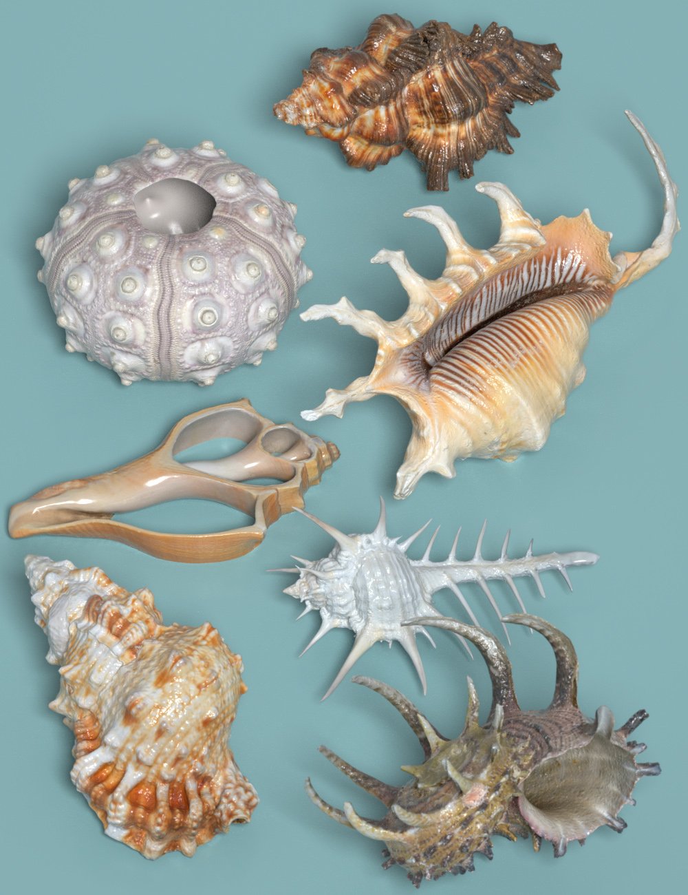 7 Sea Shell Props by: Polygonal Miniatures, 3D Models by Daz 3D