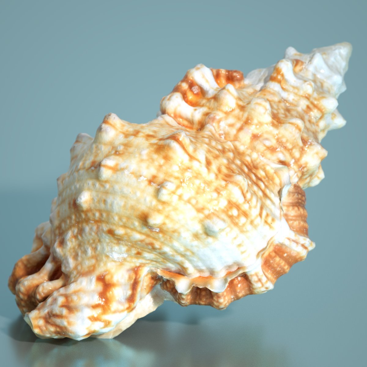 7 Sea Shell Props 7 Sea Shell Props by: Polygonal Miniatures, 3D Models by Daz 3D