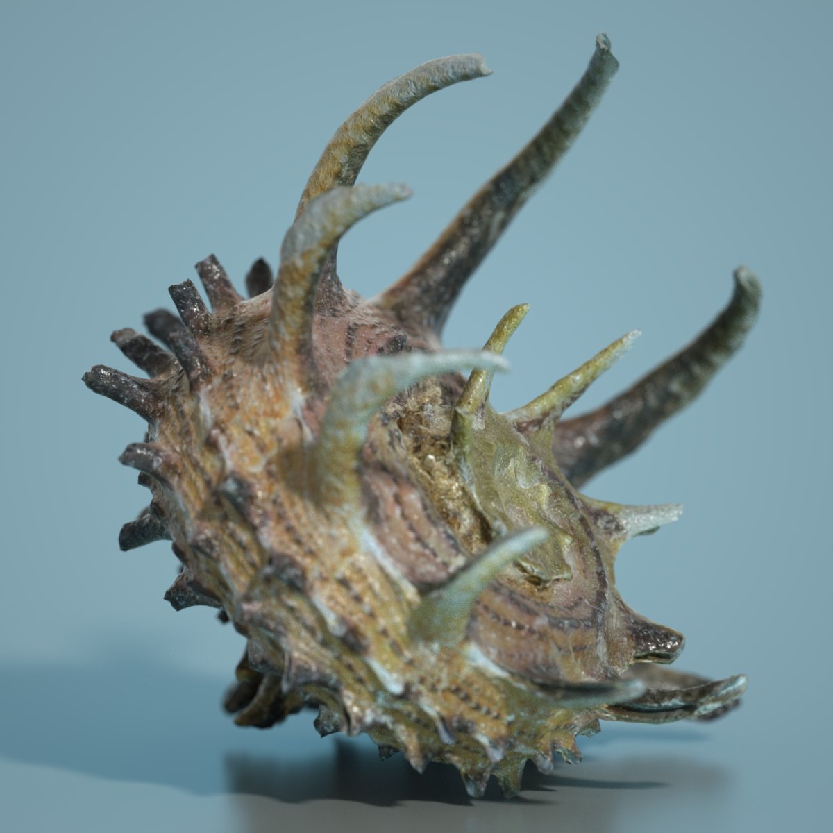 7 Sea Shell Props 7 Sea Shell Props by: Polygonal Miniatures, 3D Models by Daz 3D