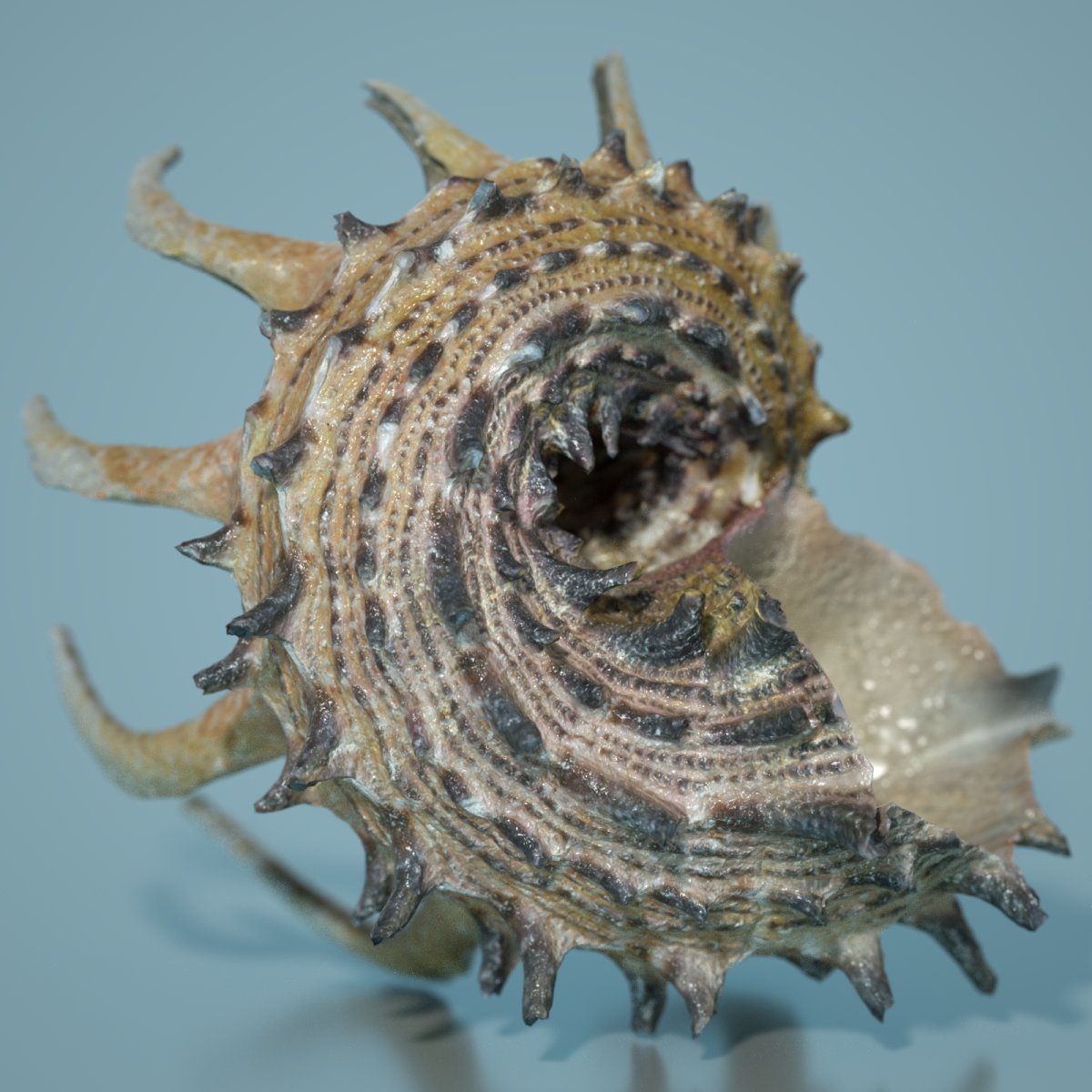 7 Sea Shell Props 7 Sea Shell Props by: Polygonal Miniatures, 3D Models by Daz 3D
