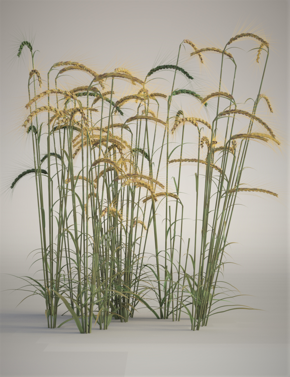 Wild Flower Plants vol 4 - Wheatfields by: MartinJFrost, 3D Models by Daz 3D