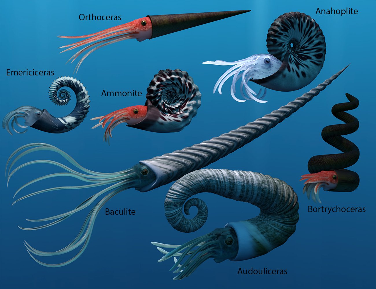 Oso Ammonoids | Daz 3D