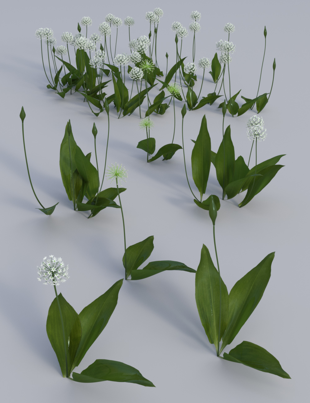 Wild Flowers Vol 5 - Woodland Plants Wild Flowers Vol 5 - Woodland Plants by: MartinJFrost, 3D Models by Daz 3D