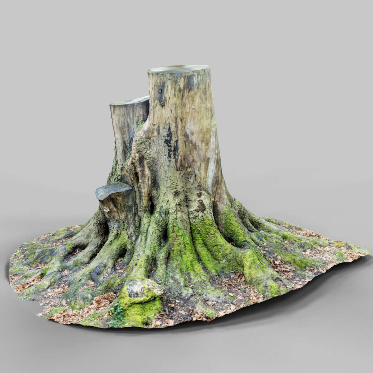 Tree Roots and Branches | Daz 3D