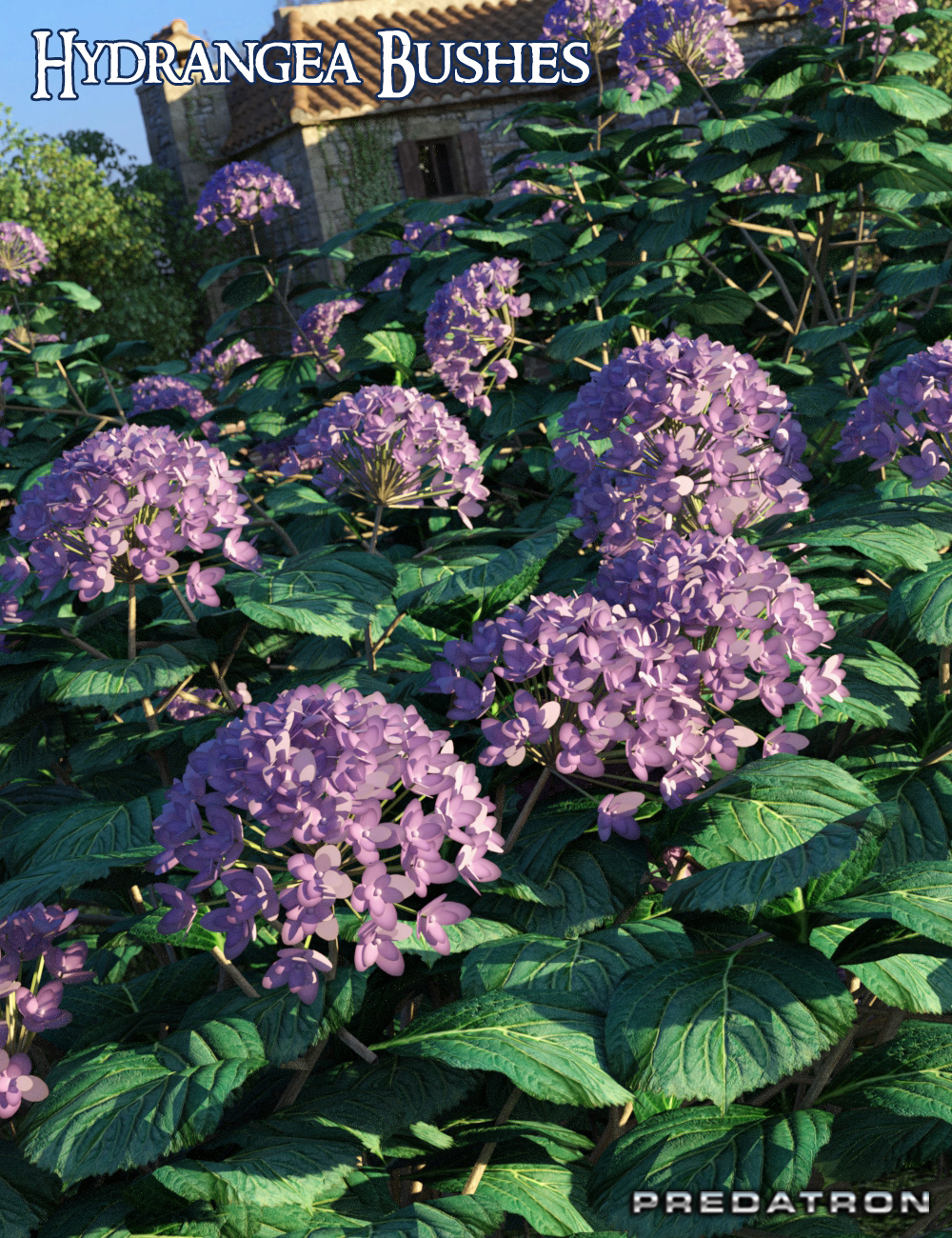 Predatron Predatron Hydrangea Bushes | Daz 3D