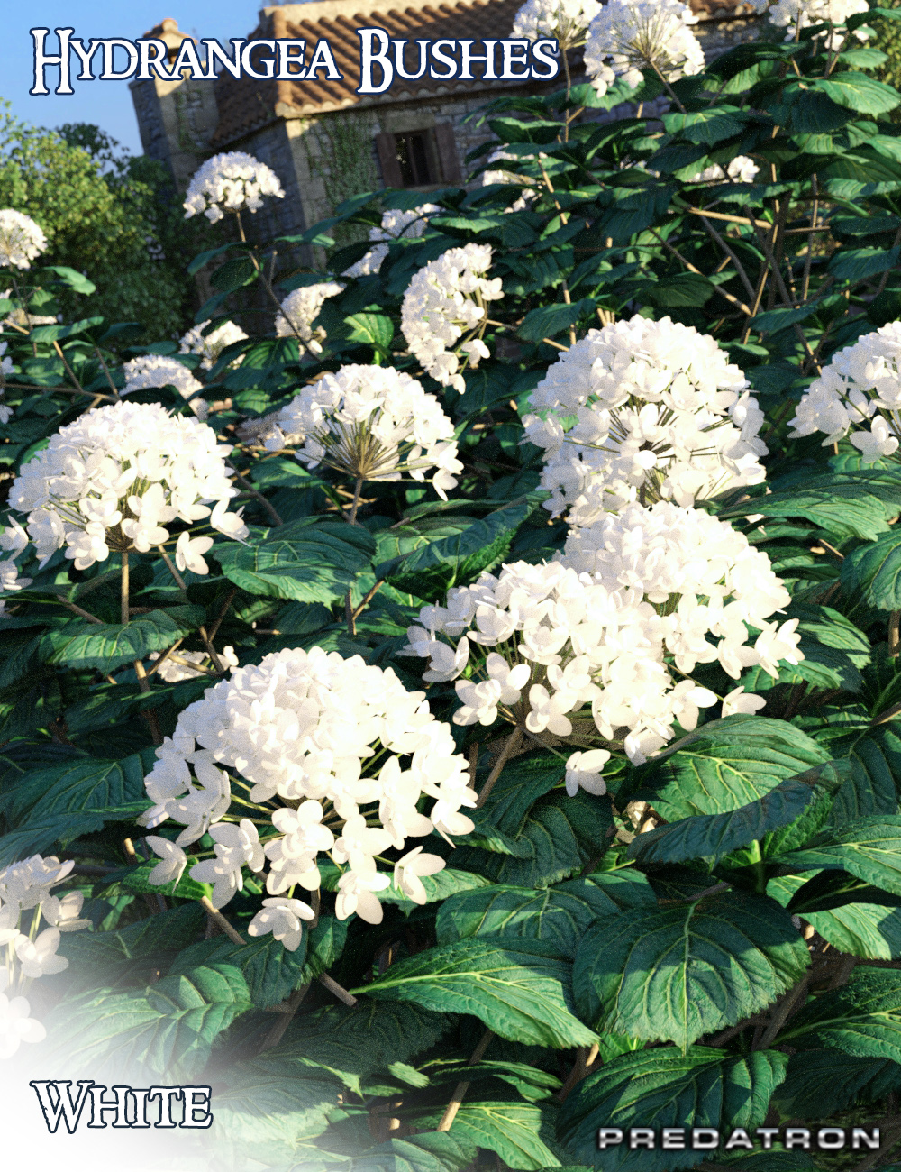 Predatron Predatron Hydrangea Bushes | Daz 3D