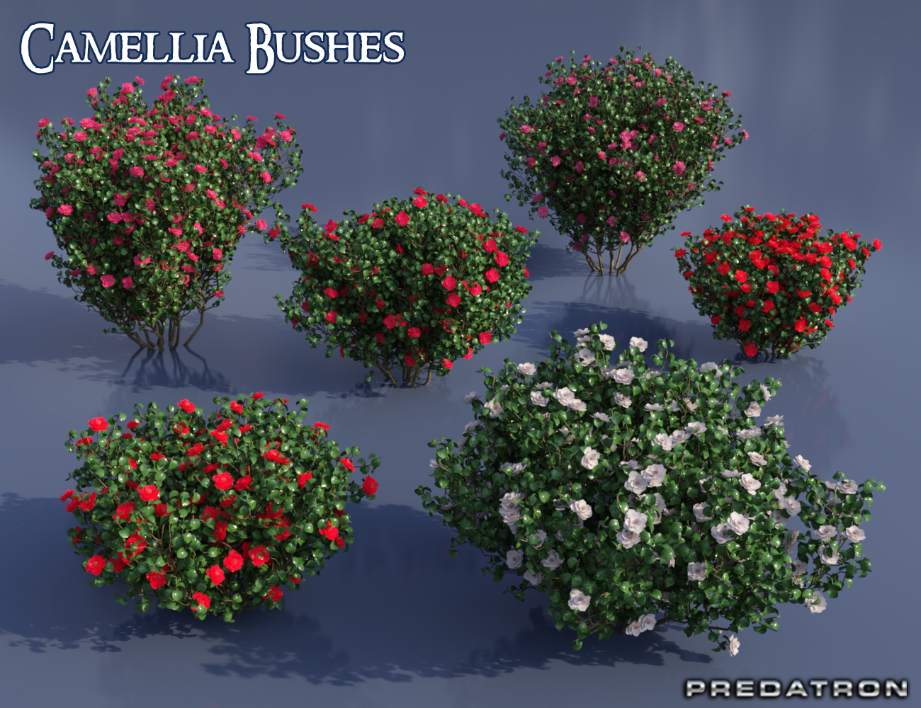 Predatron Camellia Bushes by: Predatron, 3D Models by Daz 3D