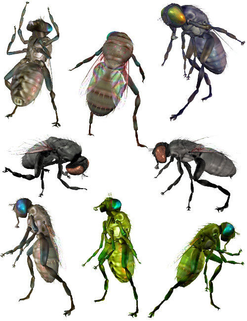 Insect-I-Vore 'The Fly' | Daz 3D