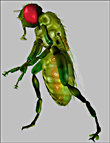 Insect-I-Vore 'The Fly' | Daz 3D