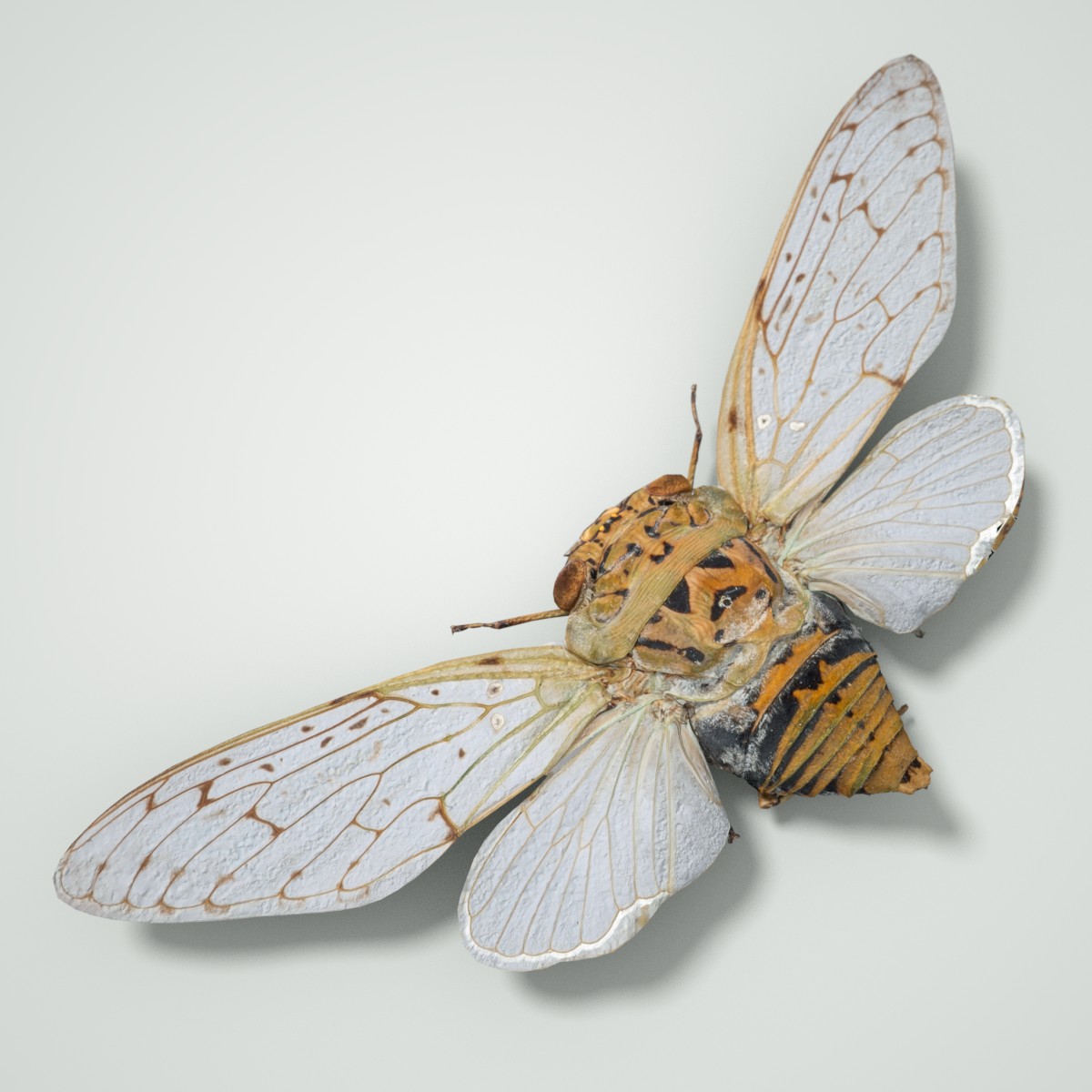 7 Cicada Collection Vol 1 by: Polygonal Miniatures, 3D Models by Daz 3D