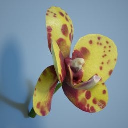 6 Orchids by: Polygonal Miniatures, 3D Models by Daz 3D