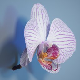 6 Orchids by: Polygonal Miniatures, 3D Models by Daz 3D