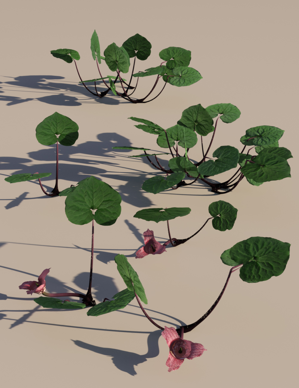 Wild Flower Plants Vol 7 - Woodland by: MartinJFrost, 3D Models by Daz 3D