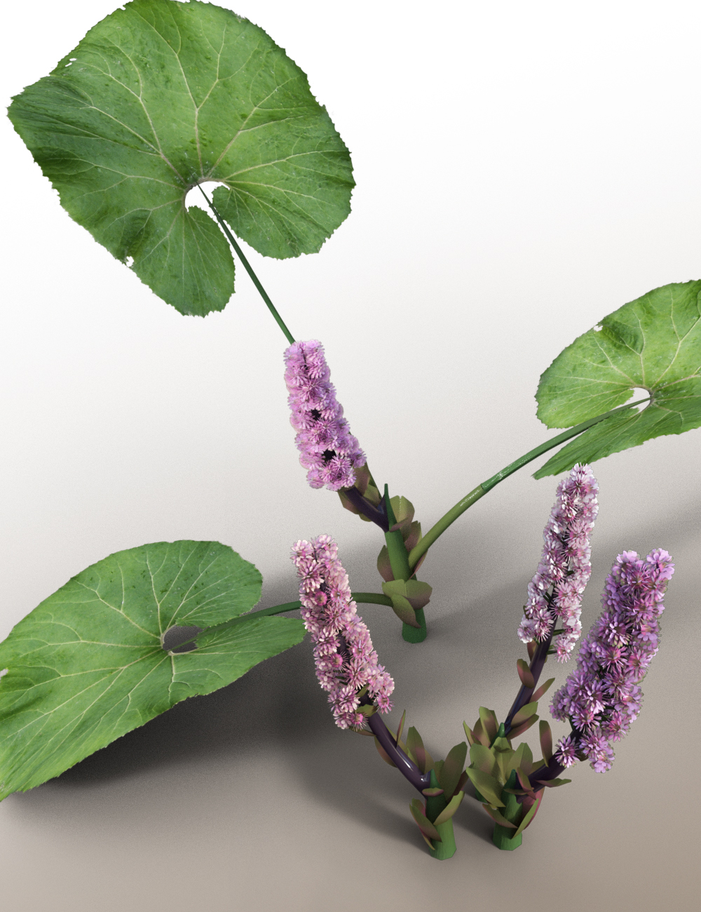 Wild Flower Plants Vol 7 - Woodland by: MartinJFrost, 3D Models by Daz 3D