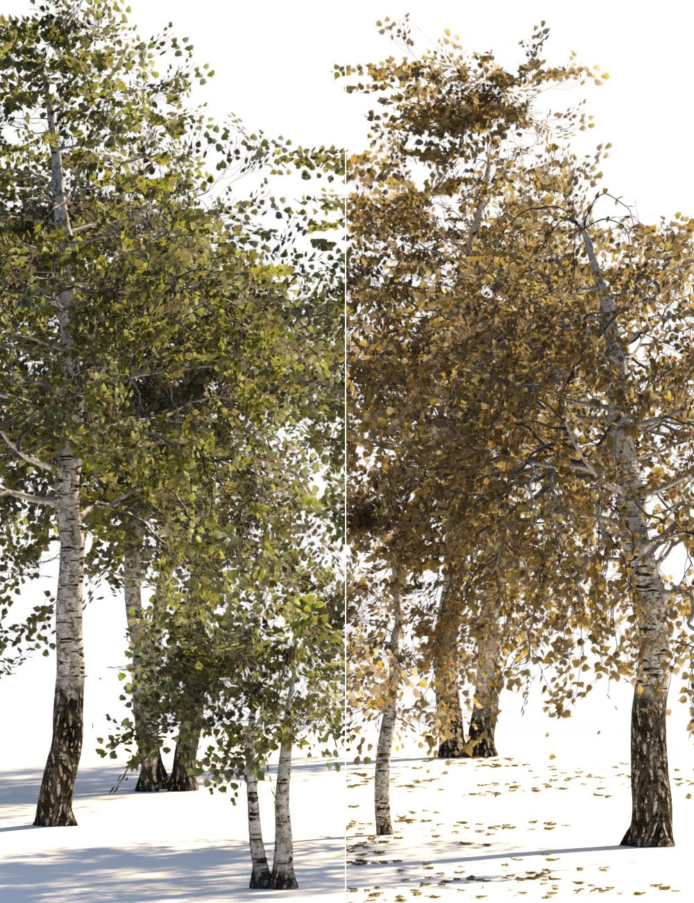 v176 Iray Birch Trees by: vikike176, 3D Models by Daz 3D