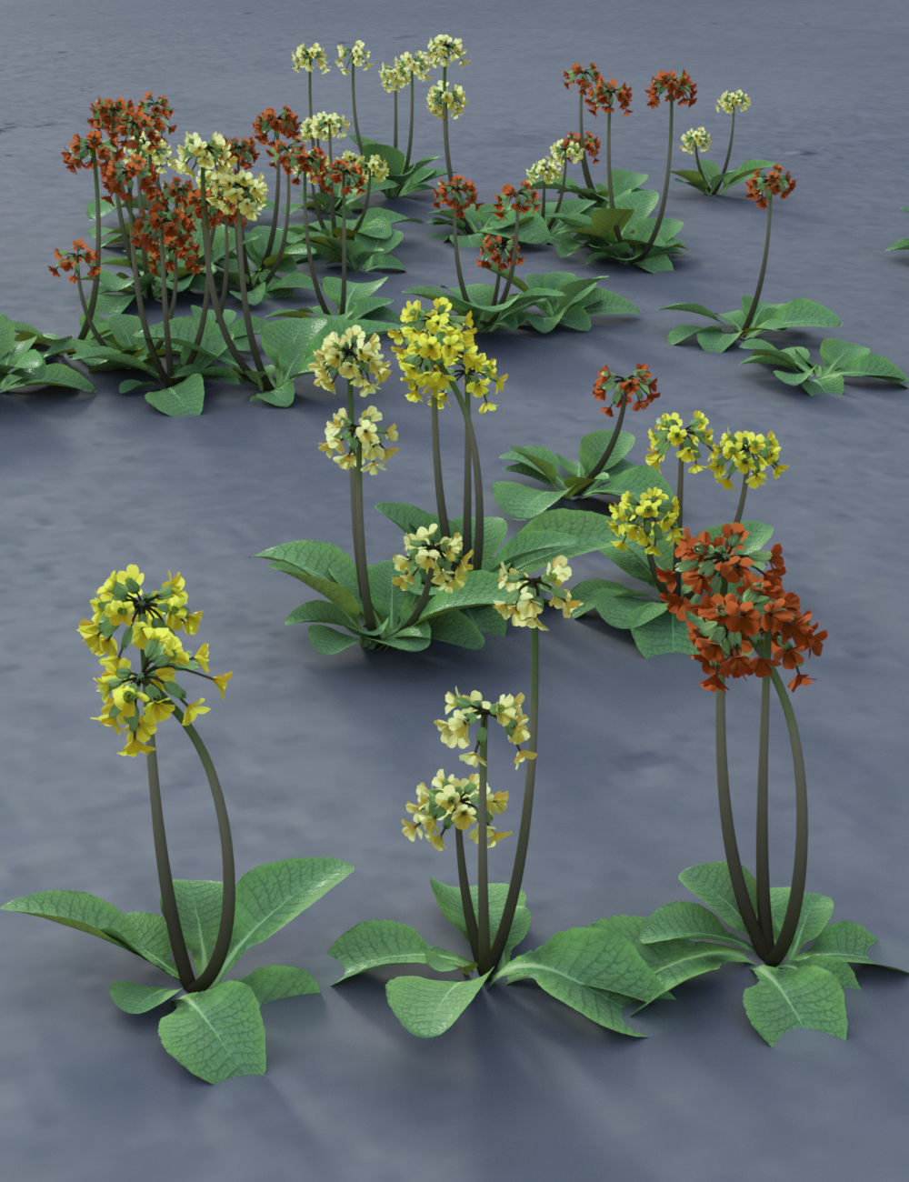 Wild Flowers Volume 9 Primulas (Wild and Cultivated) by: MartinJFrost, 3D Models by Daz 3D