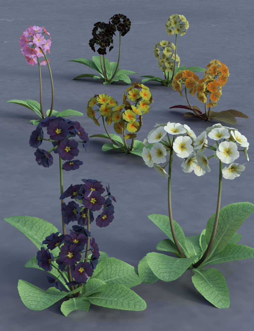 Wild Flowers Volume 9 Primulas (Wild and Cultivated) by: MartinJFrost, 3D Models by Daz 3D