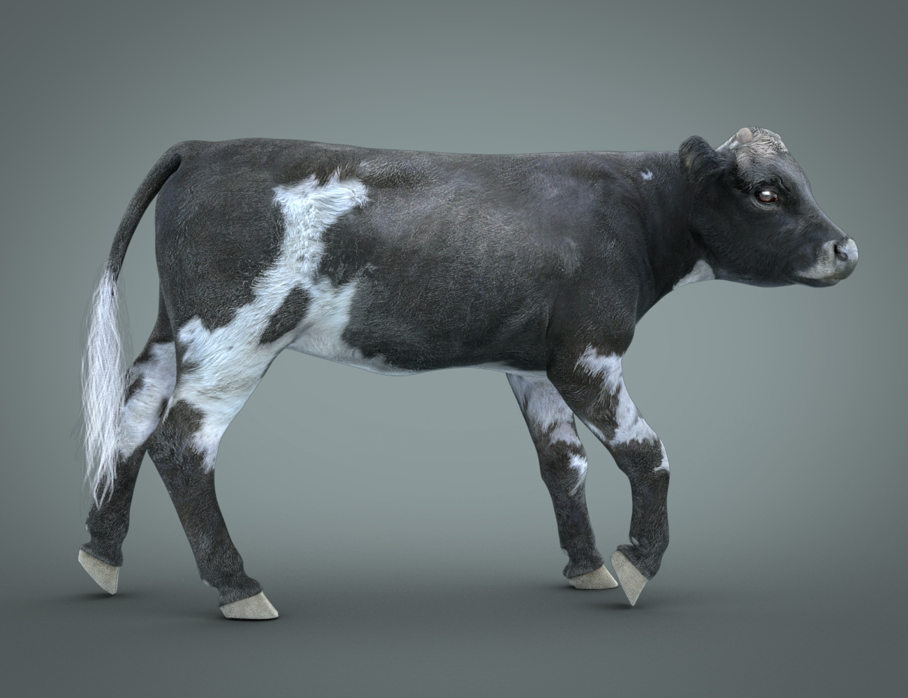 Denver The Calf HD for Daz Horse 2 by: Deepsea, 3D Models by Daz 3D