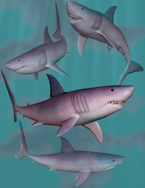shark bridge teaching shark bridge teaching