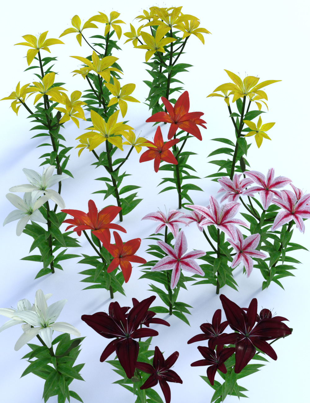 Garden Flowers - Asiatic Lilies by: MartinJFrost, 3D Models by Daz 3D