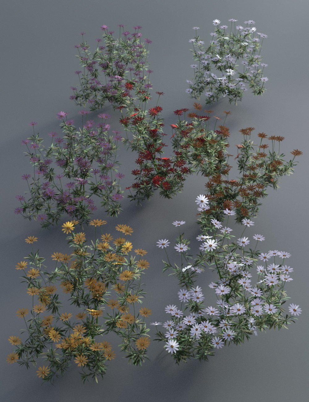 Garden Flowers - Garden Daisies Garden Flowers - Garden Daisies by: MartinJFrost, 3D Models by Daz 3D