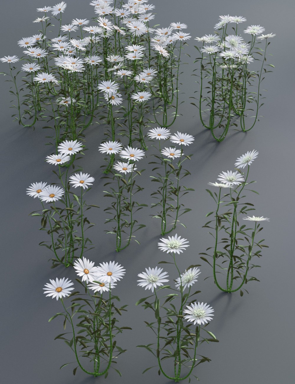 Garden Flowers - Garden Daisies Garden Flowers - Garden Daisies by: MartinJFrost, 3D Models by Daz 3D