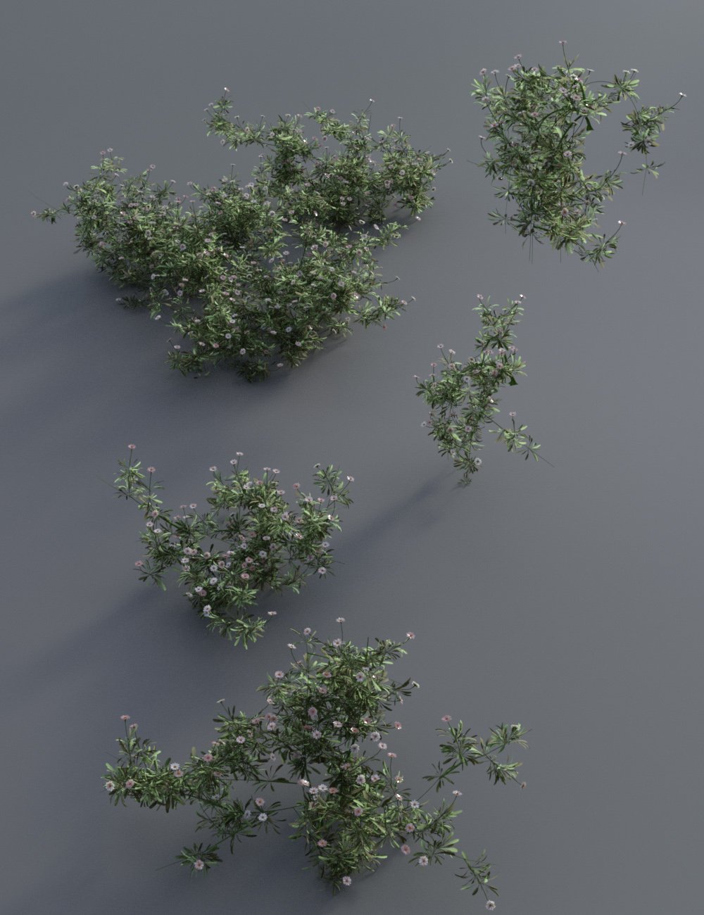 Garden Flowers - Garden Daisies Garden Flowers - Garden Daisies by: MartinJFrost, 3D Models by Daz 3D