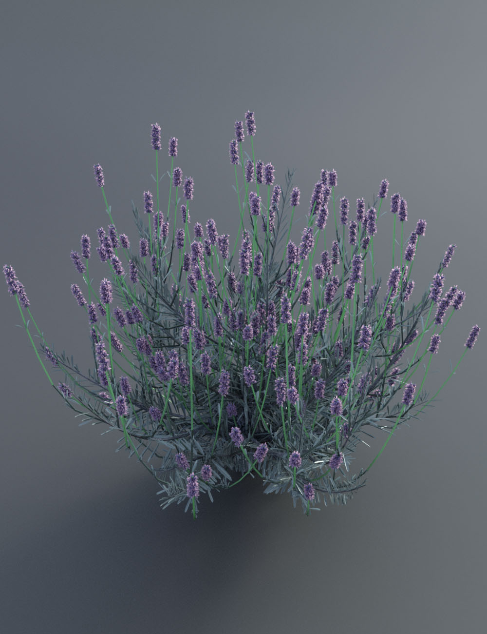 Garden Flowers - Lavender Bushes by: MartinJFrost, 3D Models by Daz 3D