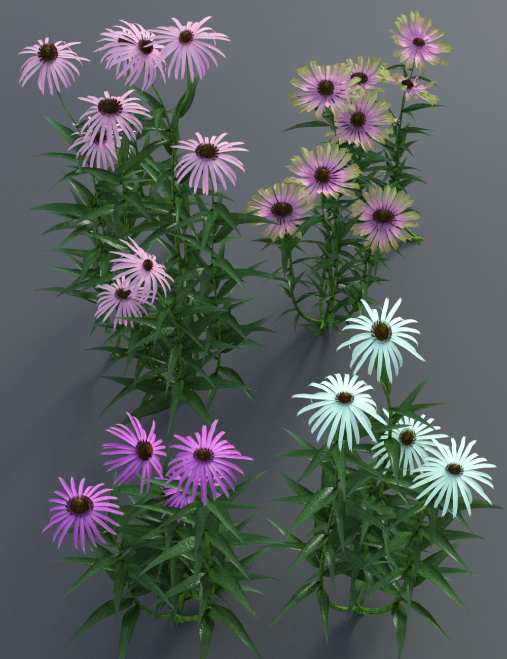 Garden Flowers - Cone Flowers by: MartinJFrost, 3D Models by Daz 3D