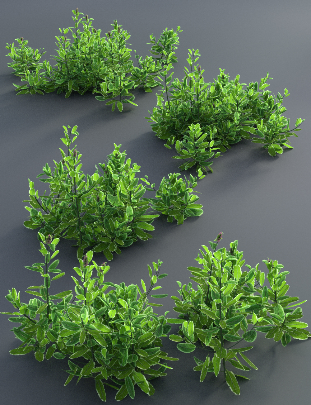 Garden Plants - Herbs Vol 2 by: MartinJFrost, 3D Models by Daz 3D