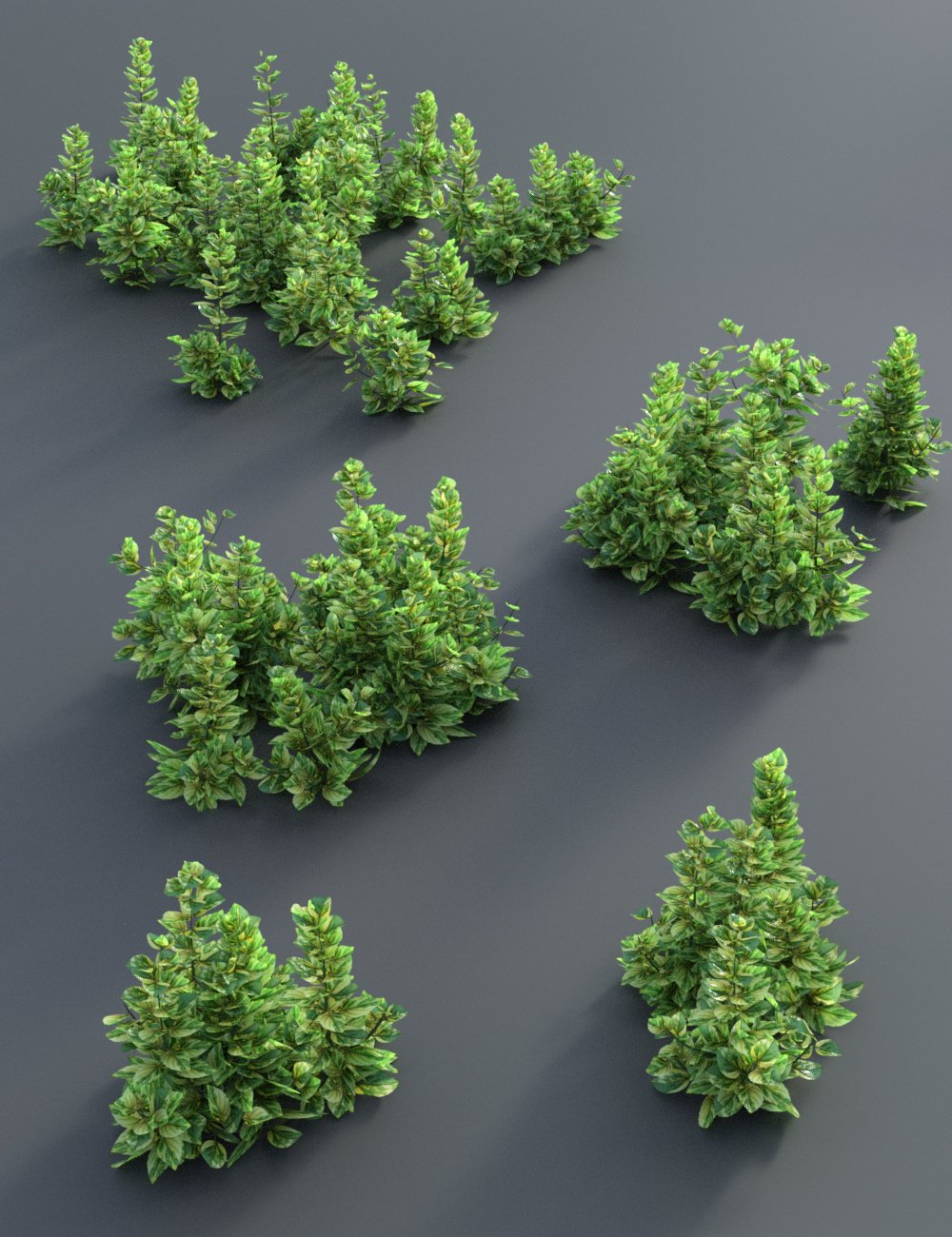 Garden Plants - Herbs Vol 2 Garden Plants - Herbs Vol 2 by: MartinJFrost, 3D Models by Daz 3D